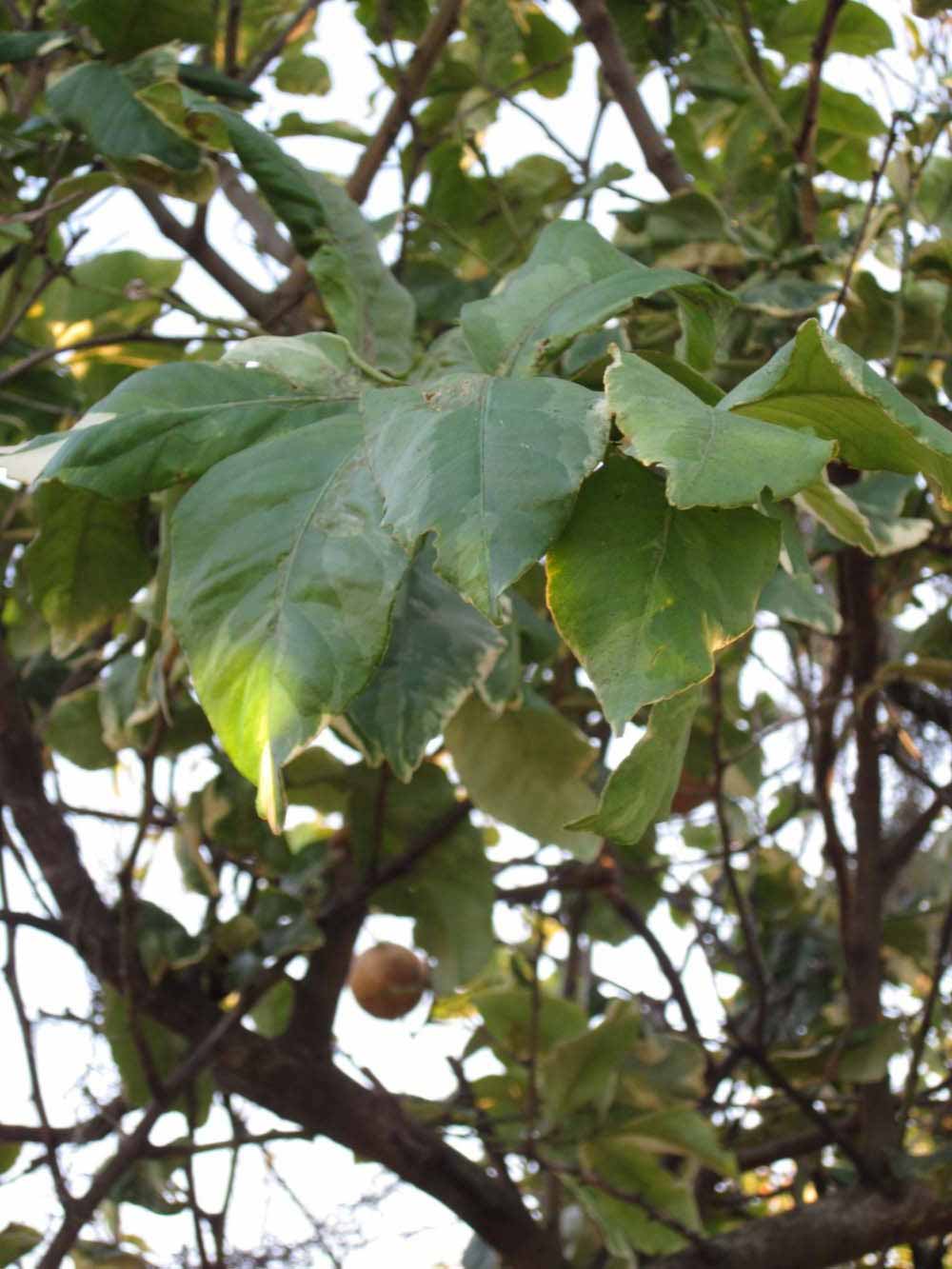            Shade leaves (Pink Variegated, Winter Haven, FL)   